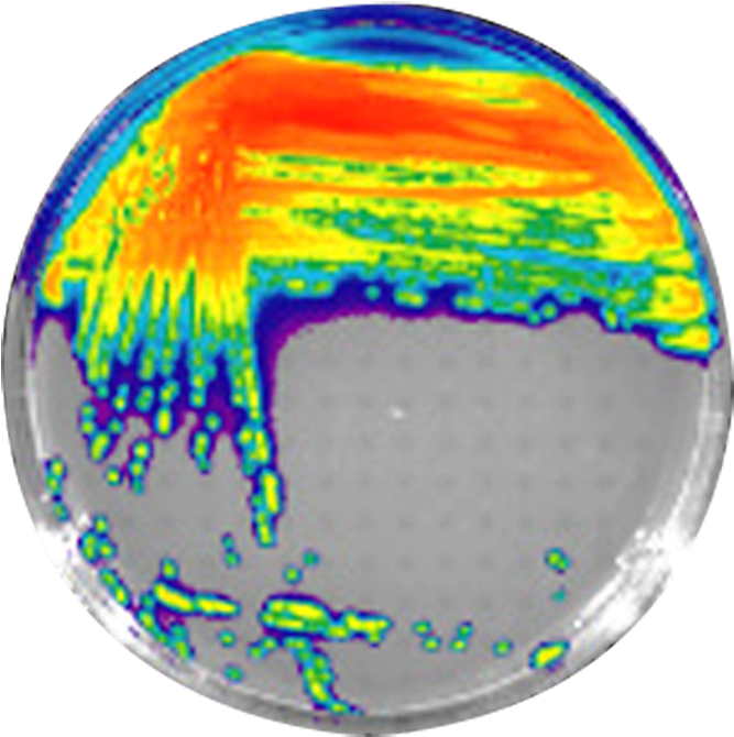 Aeruginosa Bioluminescent Bacteria - Pseudomonas Aeruginosa Bioluminescence (700x700), Png Download