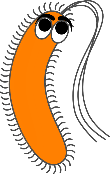 Bacteria Cliparts - Transparent Background Bacteria Clipart (378x595), Png Download