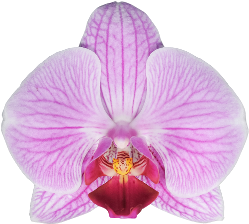 New Cleveland - Фаленопсис Cleverland (581x521), Png Download