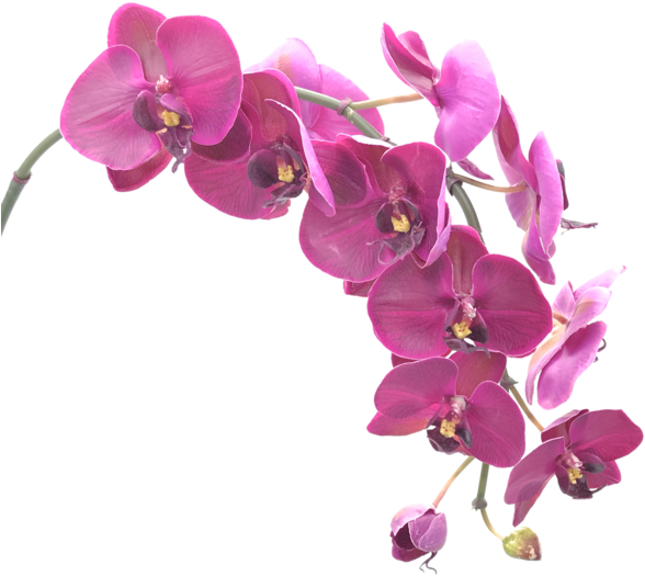 Singapore Orchids (600x600), Png Download