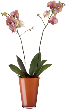 Cream Tiger Orchid - Orchidee (480x480), Png Download