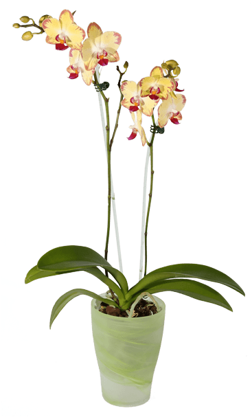 Phalaenopsis Orchid, Green Pot • - Pot Orchid Png Transparent (500x611), Png Download