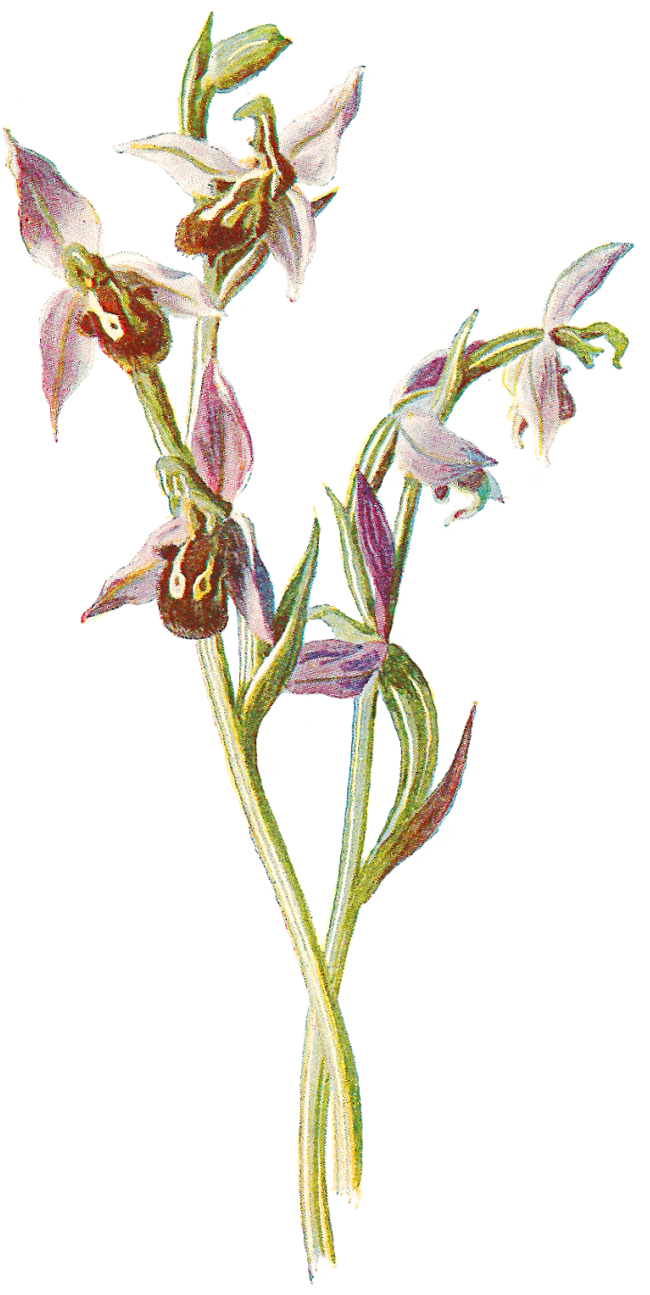 Free Digital Wildflower - Orchids (923x1600), Png Download