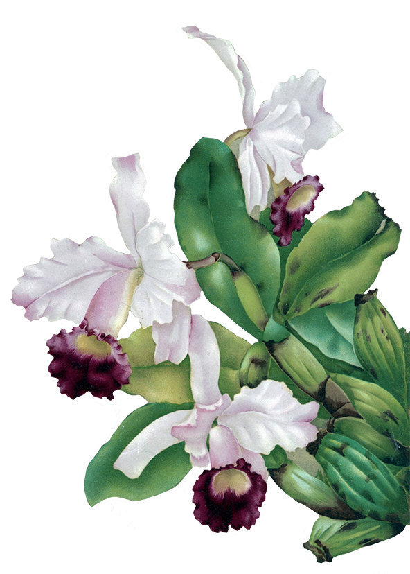 Digital Scrapbooking Flowers Picture Free Stock - Vintage Green Flower Png (621x827), Png Download