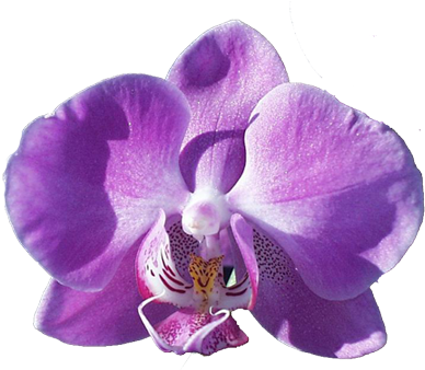 Purple Orchid Clip Art - Hotel Housekeeping: Operations And Management (397x337), Png Download