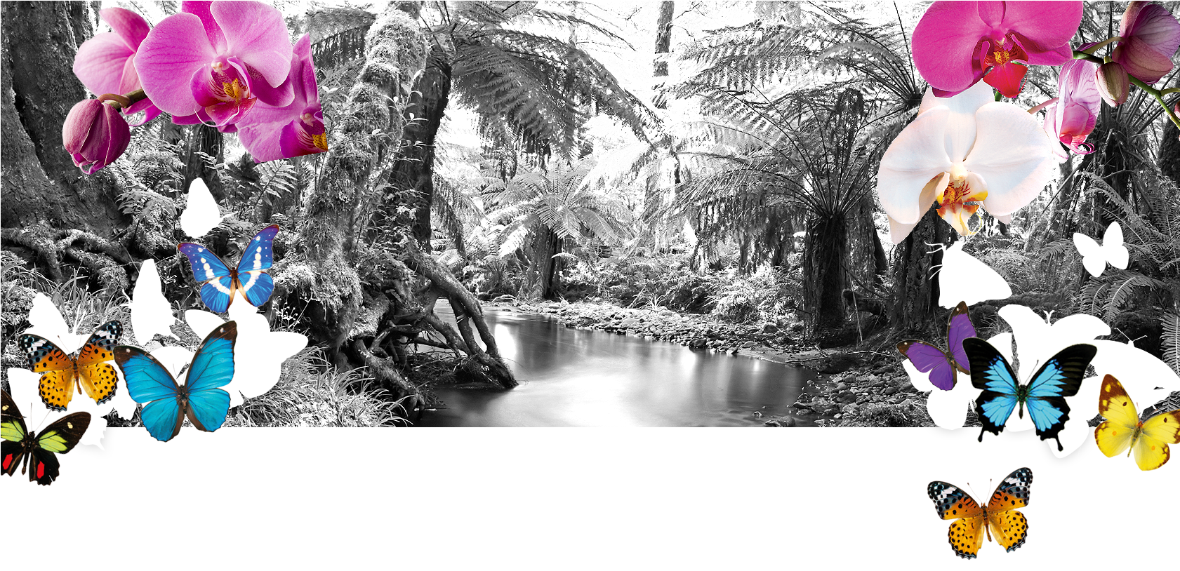 Orchids Png (1680x1200), Png Download