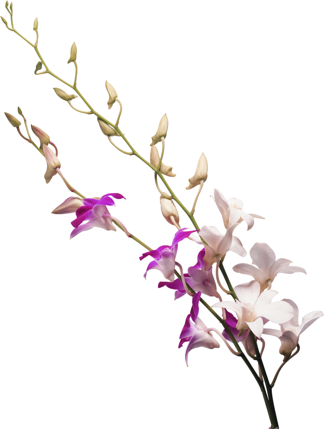 Milk White Flower Transprent - Today I Will Not Die [book] (658x871), Png Download