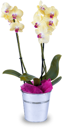 Mystic Star - Orchids (480x480), Png Download