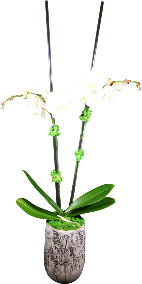 Double-stem Phaelanopsis Orchid - Orchids (1000x1000), Png Download