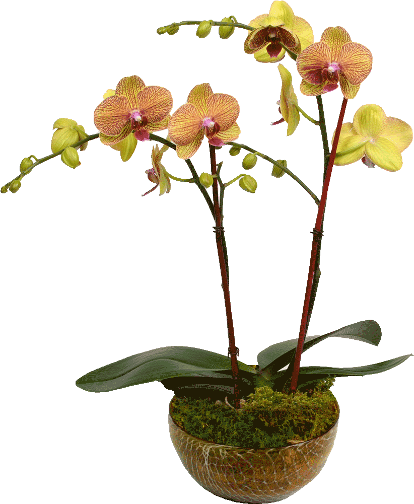 Elegant Double Stem Orchid - Orchids (1024x1024), Png Download