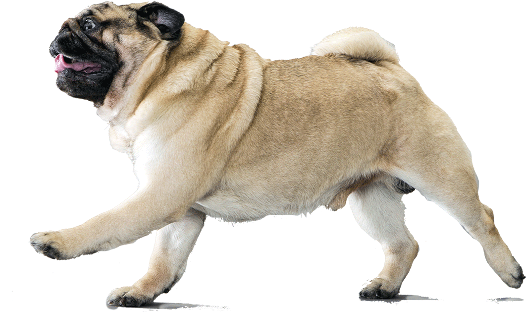 Dog Breed Information Pinterest - Pug Dog Png (1170x780), Png Download