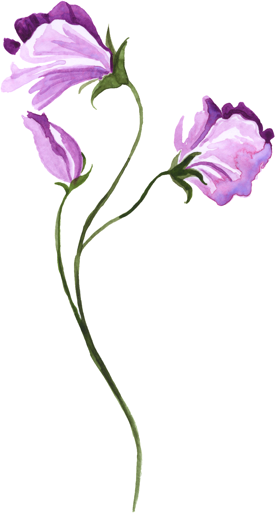 Watercolor Hand-painted Purple Floral Transparent Decorative - Watercolor Sweet Pea Tattoo (1024x1825), Png Download