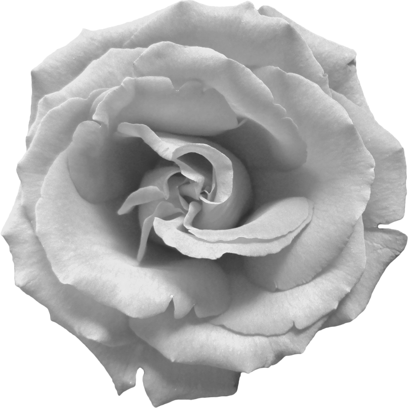 Black And White Rose Png - Black And White Roses Png (826x825), Png Download