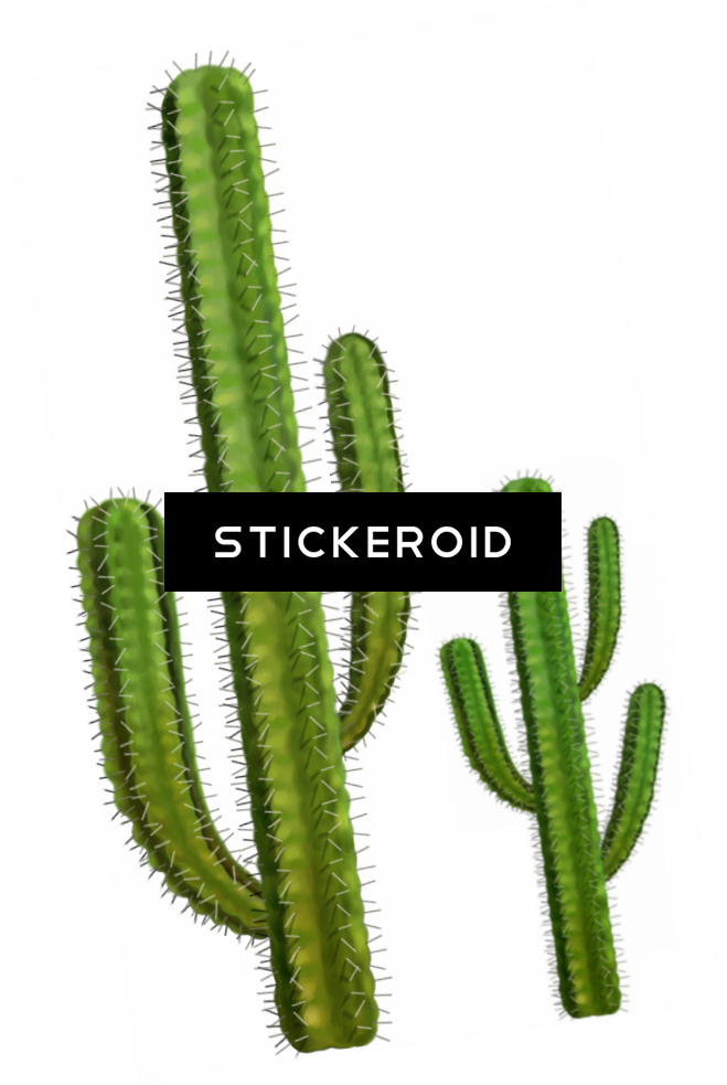 Cactus - Cactus Png (659x983), Png Download