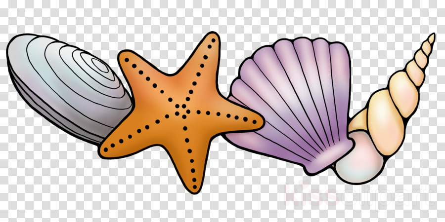 Download Seashell Long Border Transparent Clipart Starfish - United States Map Transparent Background (900x450), Png Download