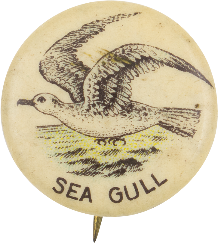 Sea Gull - Museum (1000x917), Png Download