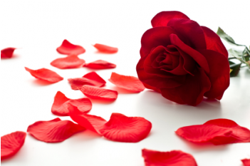 Rose Petals (350x350), Png Download