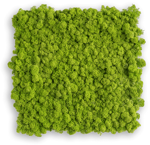 Reindeer Moss Picture - Luxor Living Teppich (600x575), Png Download