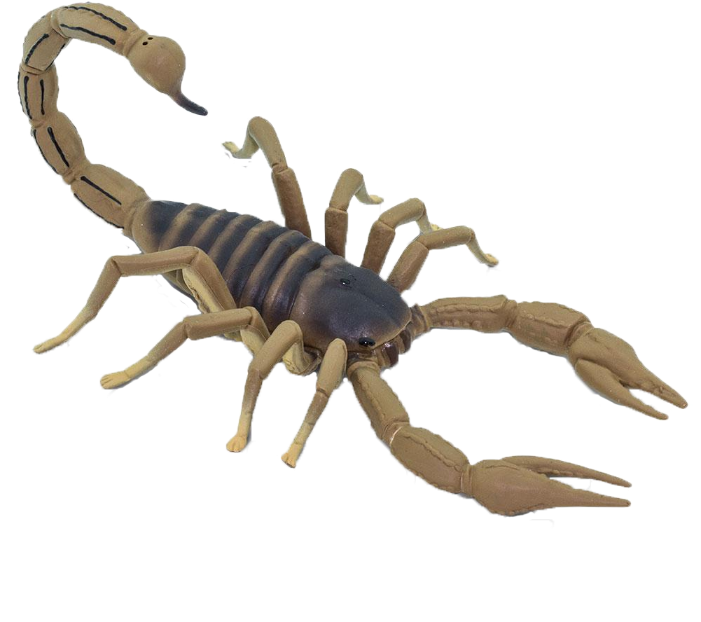 Safari Ltd (1000x1000), Png Download