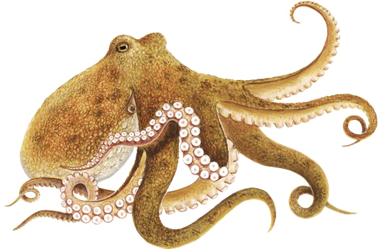 Octopus Png Picture - Octopus Png (600x350), Png Download