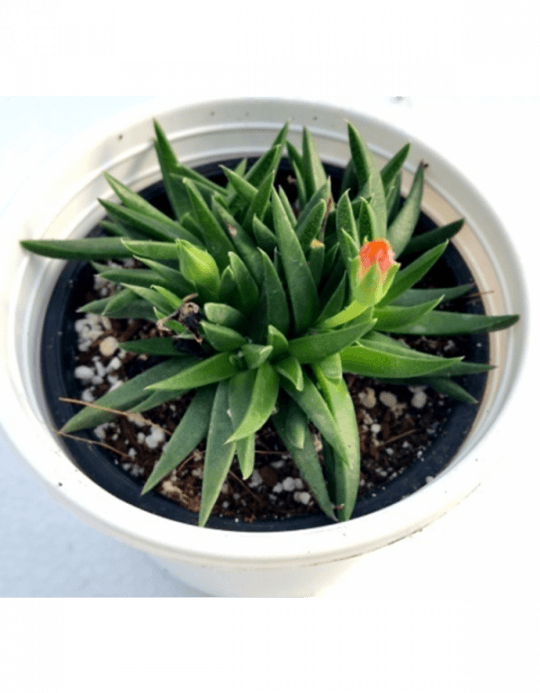 Starfish Flower Succulent Plant - Pune (540x693), Png Download