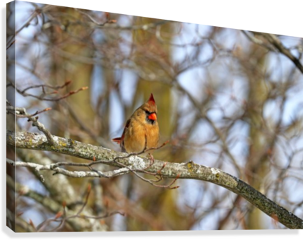Morning Light Female Cardinal Canvas Print - Goldfinch (429x340), Png Download