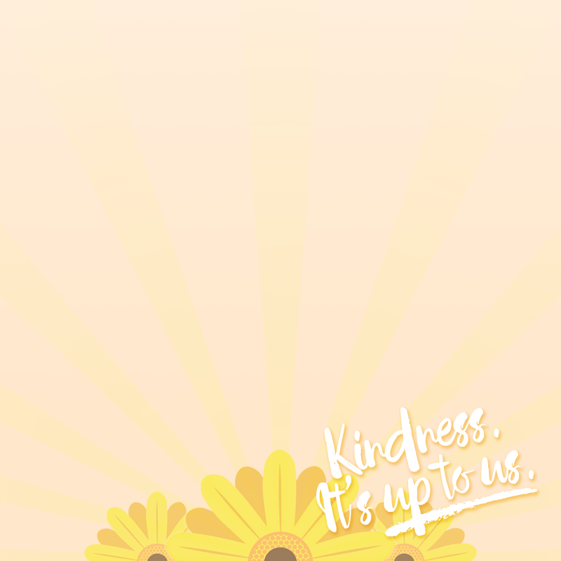 5-2x - African Daisy (800x800), Png Download