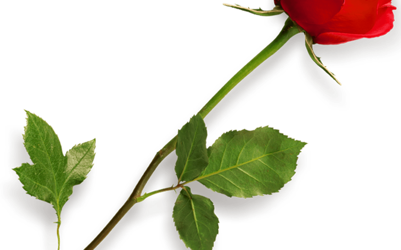 Rose Png Hd Png Mart - Long Stem Rose Png (1368x855), Png Download
