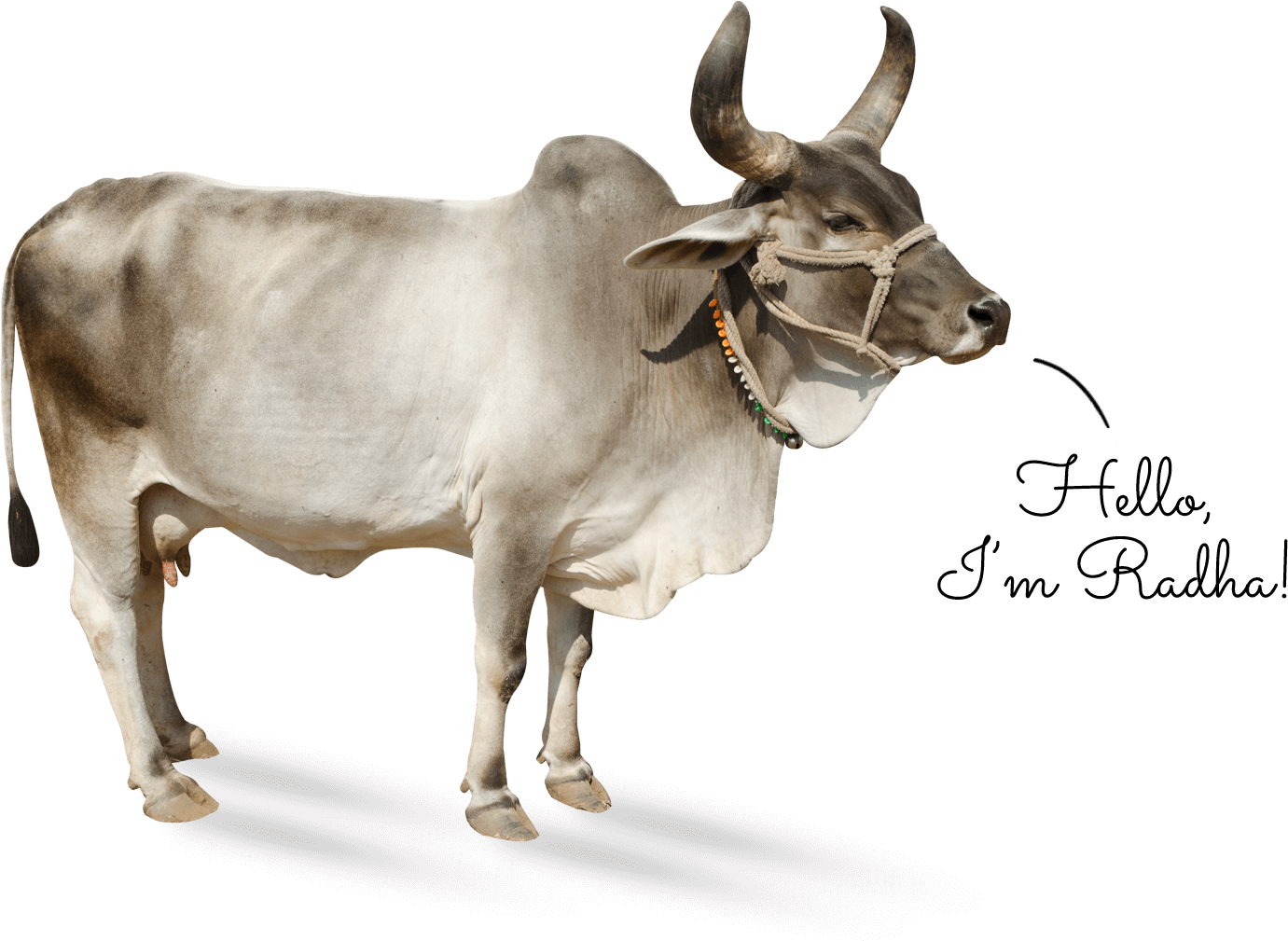 Cow-kankrej - Kankrej (1380x1027), Png Download