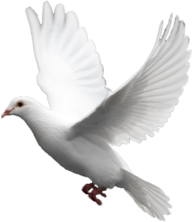 White Flying Pigeon Png Image, Download Png Image With - Pigeon White Png (400x464), Png Download