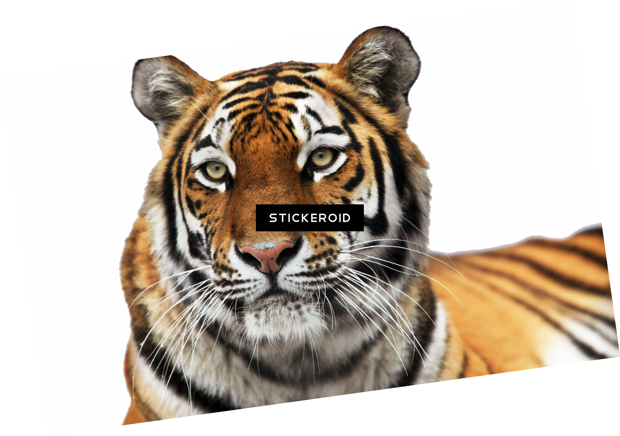 Tiger Тигр - Dartmoor Zoological Park (2067x1455), Png Download