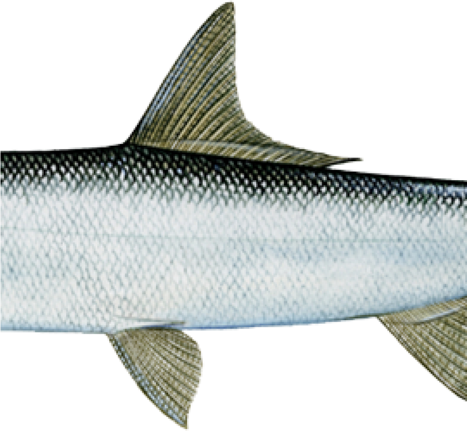 Lady Fish (960x960), Png Download