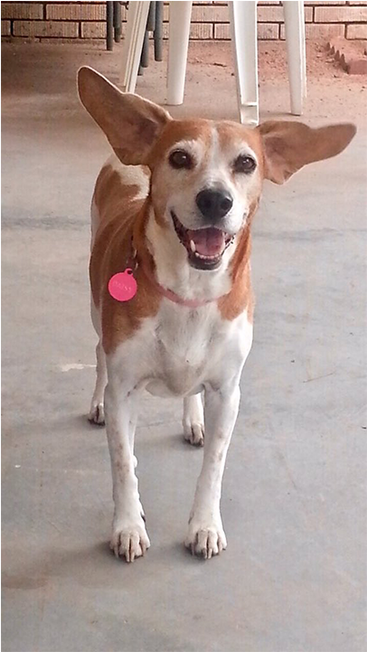 Family Photos Of Daisy The Dog - Dog Last Day (1280x720), Png Download