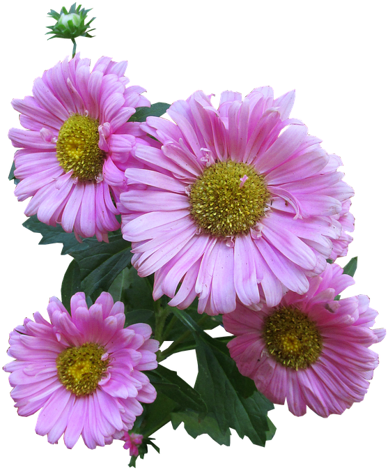 Pink Daisy Clipart 17, Buy Clip Art - Rosa Margarida Png (691x720), Png Download