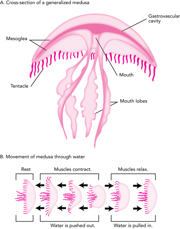 <p><strong>fig - 3 - 29 - </strong> Generalized Body - Diagram (600x764), Png Download