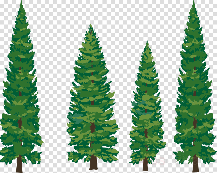Download Drawn Pine Tree Clipart Fir Lodgepole Pine - Free Pine Trees Silhouettes (900x720), Png Download