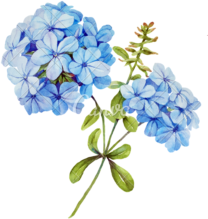 Invitation Square Dark Teal With Watercolor Hydrangea - Blue Jasmine Flower (741x800), Png Download