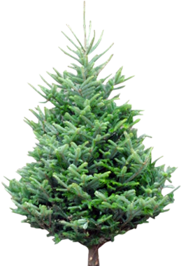 Fraser Fir - ” - Pino Del Caucaso (353x380), Png Download