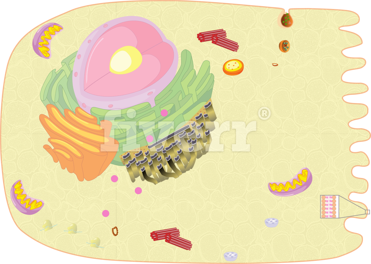 Digitally Draw Anatomy Diagrams And Medical Illustrations - Illustration (1200x856), Png Download