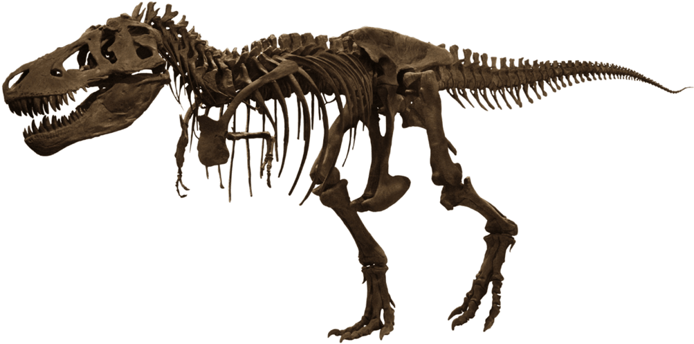 Download - T Rex Skeleton Png (1024x506), Png Download