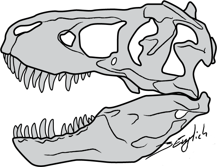 Vector Royalty Free Clipart Face T Rex - T Rex Skull Clipart (714x550), Png Download