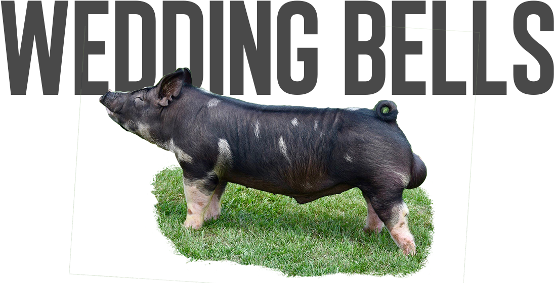 Wedding Bells - Domestic Pig (1131x576), Png Download
