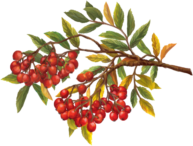 Visit - Осенние Ветки Рябины Png (699x536), Png Download