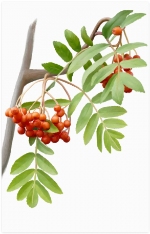 Silver Buffaloberry (500x500), Png Download