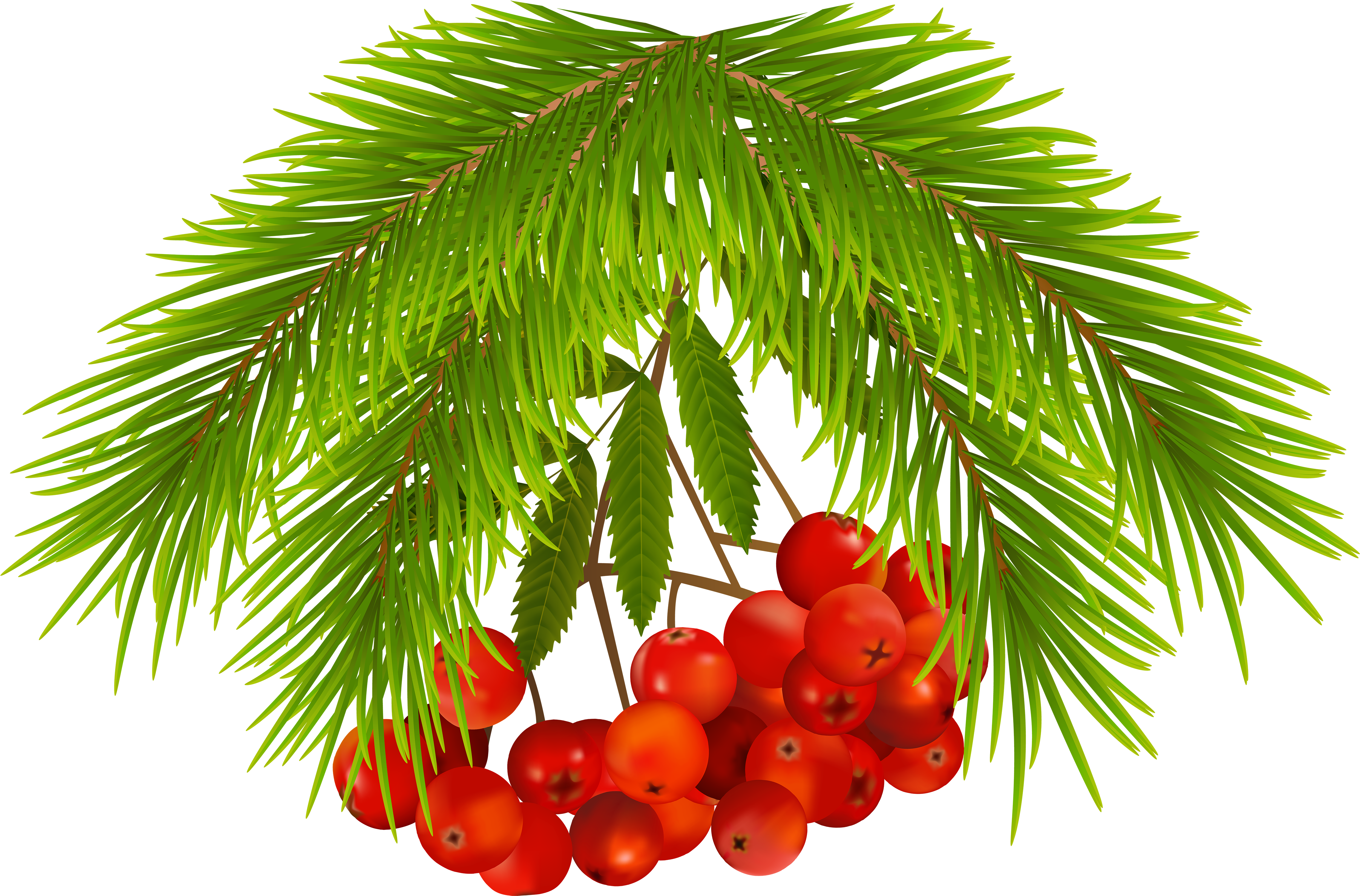 Berries Png (5000x3309), Png Download