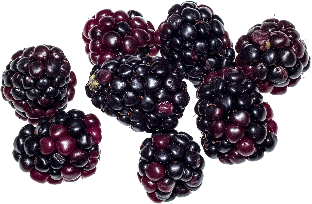 Berries Png (1199x1007), Png Download