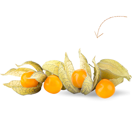 Small Golden Berry (500x391), Png Download