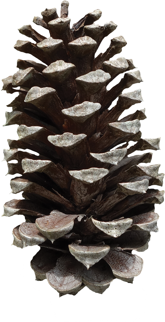 Pine Cone Png - Pinus Fruit (900x1556), Png Download
