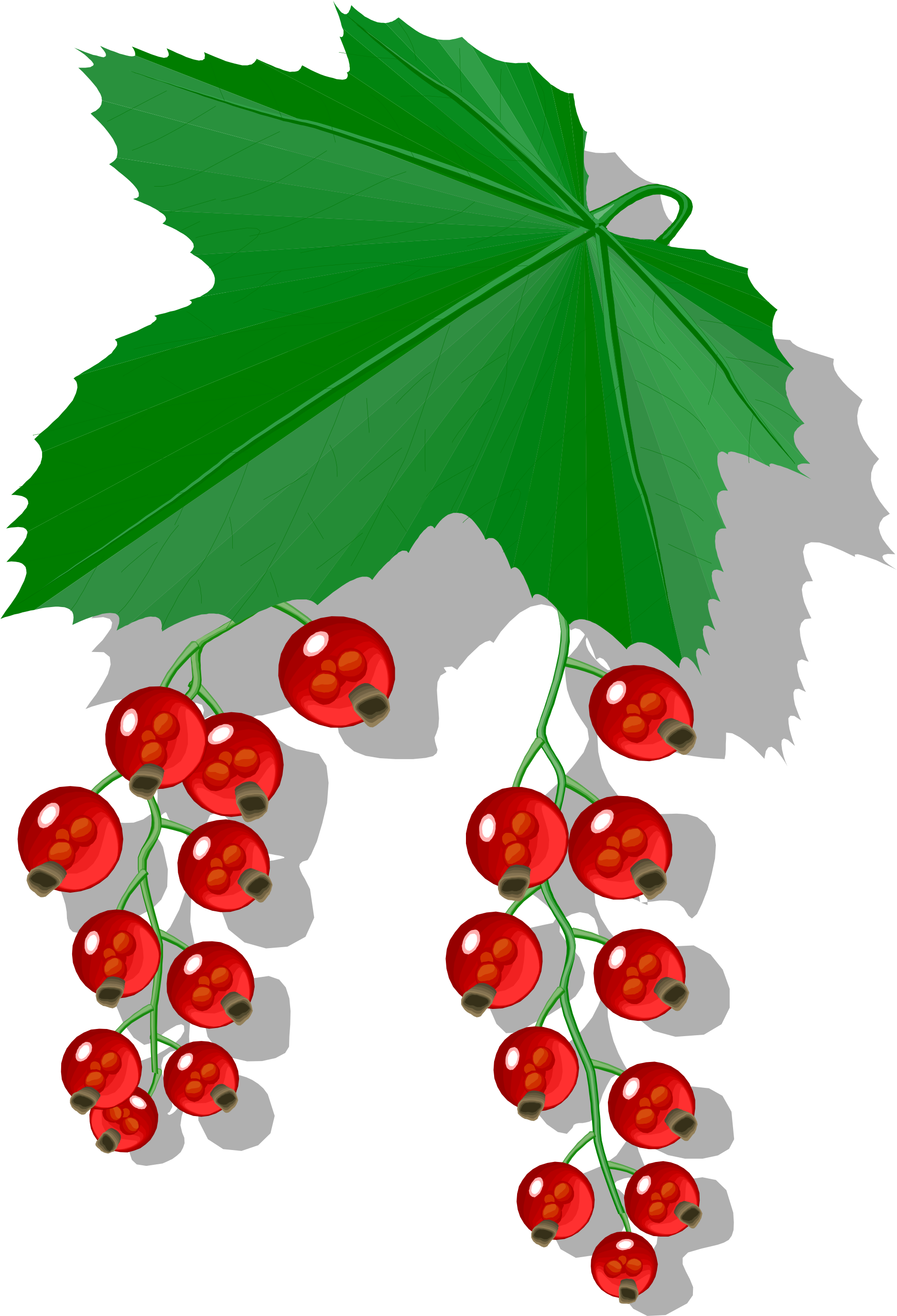 Open - Johannisbeere Clipart (2000x2837), Png Download
