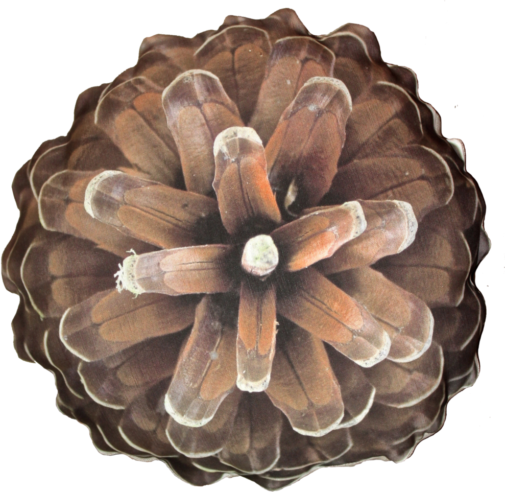 Pine Cone Png (1024x985), Png Download